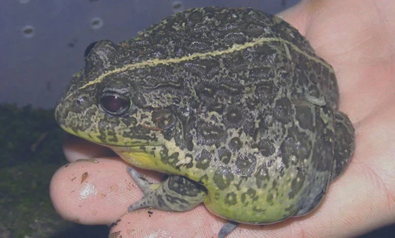 Dwarf African Bullfrog