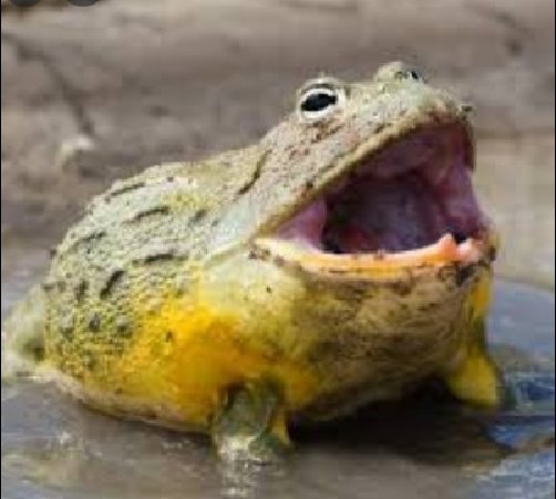 African Bullfrog Aggressiveness