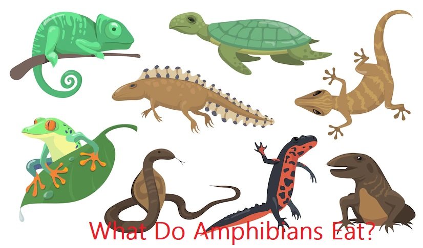 What Do Amphibians Eat? - AMPHIPEDIA