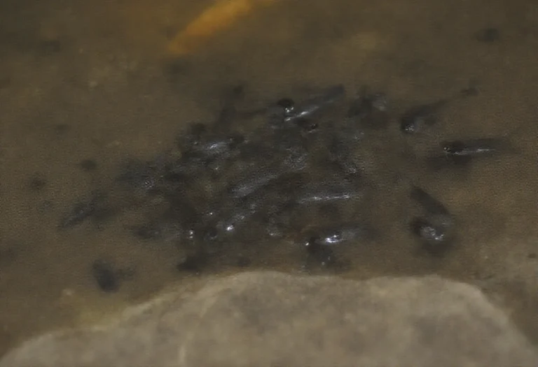 AI-generated image of small dark tadpoles in shallow muddy pond water