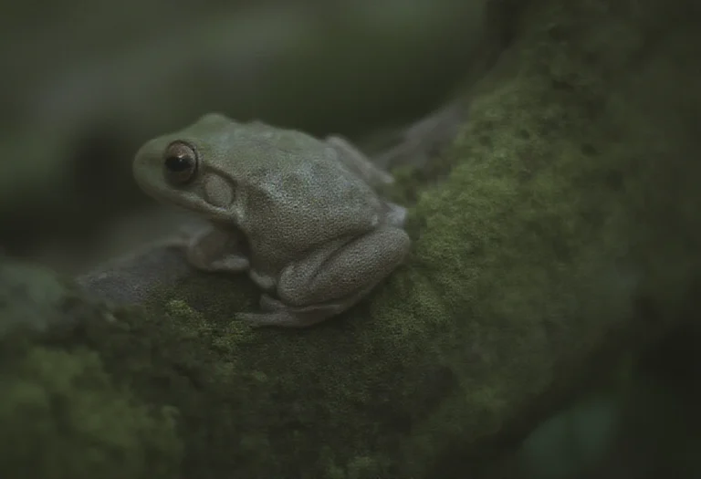 AI-generated image of a gray tree frog on a mossy tree trunk at dusk