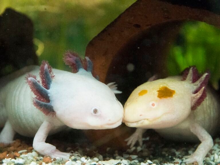 Can Newts Live With Fish?