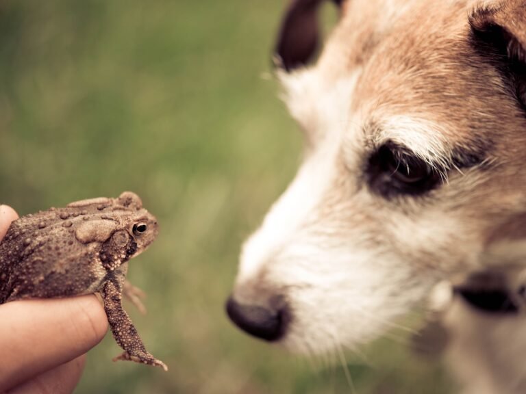 What is Toad Poisoning?