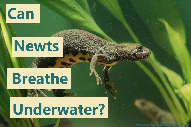 Can Newts Breathe Underwater? - AMPHIPEDIA