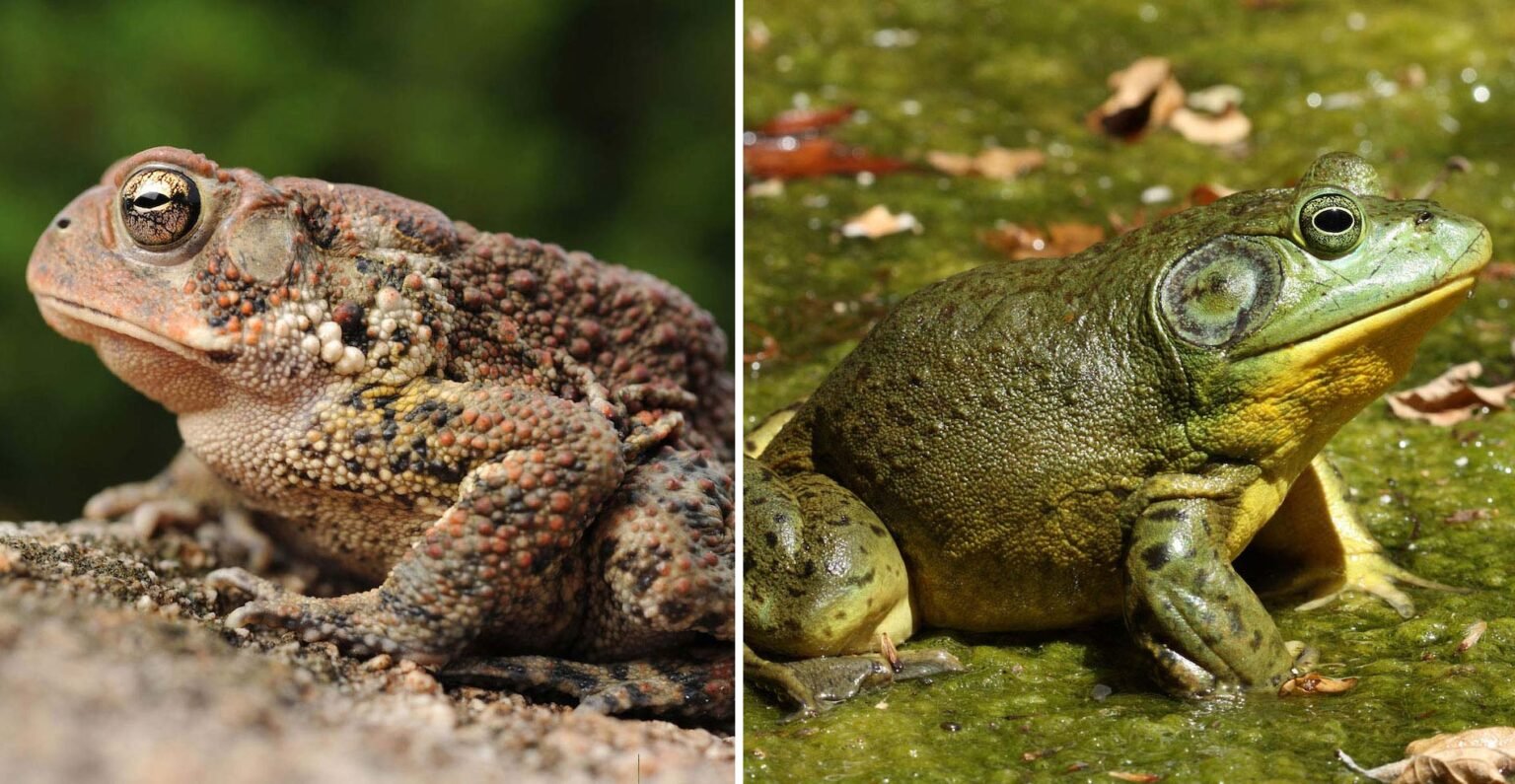 What is the Difference between a Frog And a Toad? - AMPHIPEDIA