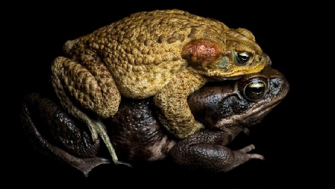 How to Get Rid of Cane Toad