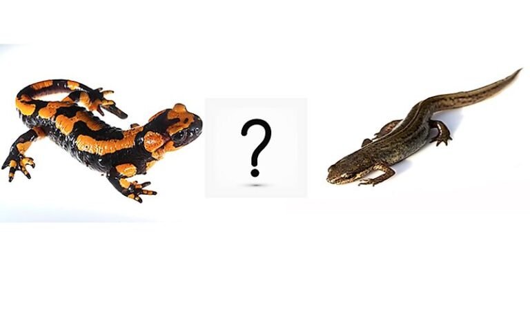 What is the Difference between Newts And Salamanders?