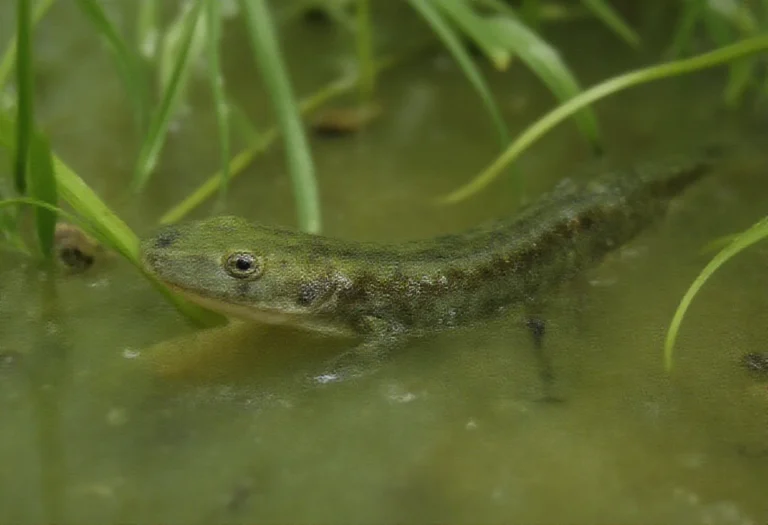 AI-generated image of a newt swimming in clear pond water among green plants