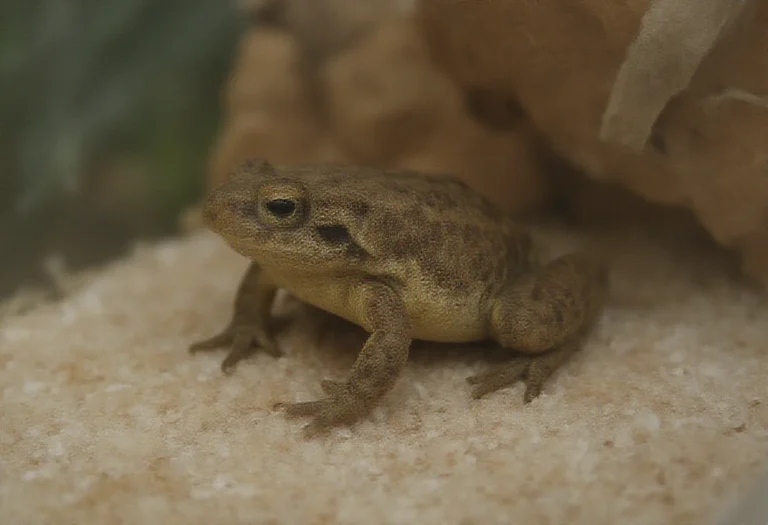 AI-generated image of an American toad in a terrarium with a cork bark hide