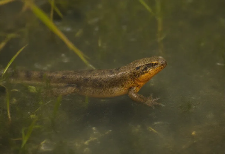 AI-generated image of a speckled newt near pond plants in clear water