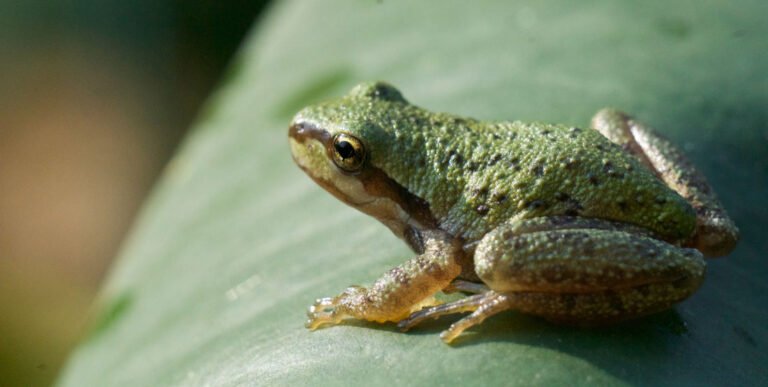 Why Amphibians Have Moist Skin