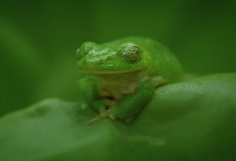 AI-generated image of a green tree frog with wet glistening skin on a leaf