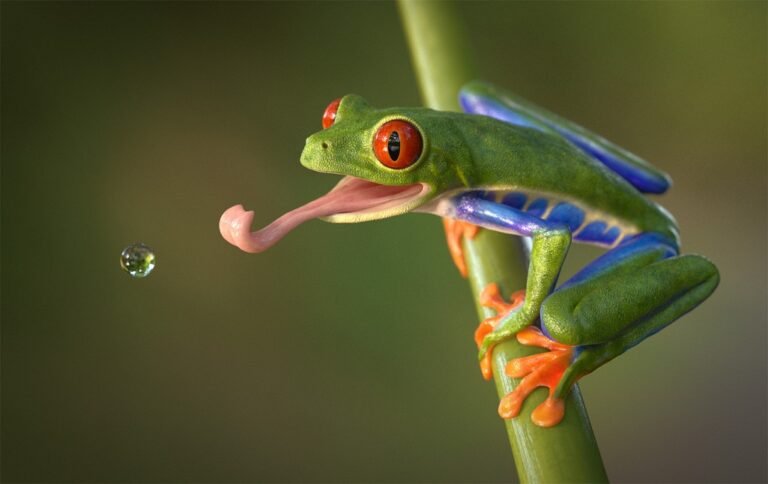 How Do Red Eyed Tree Frogs Survive?