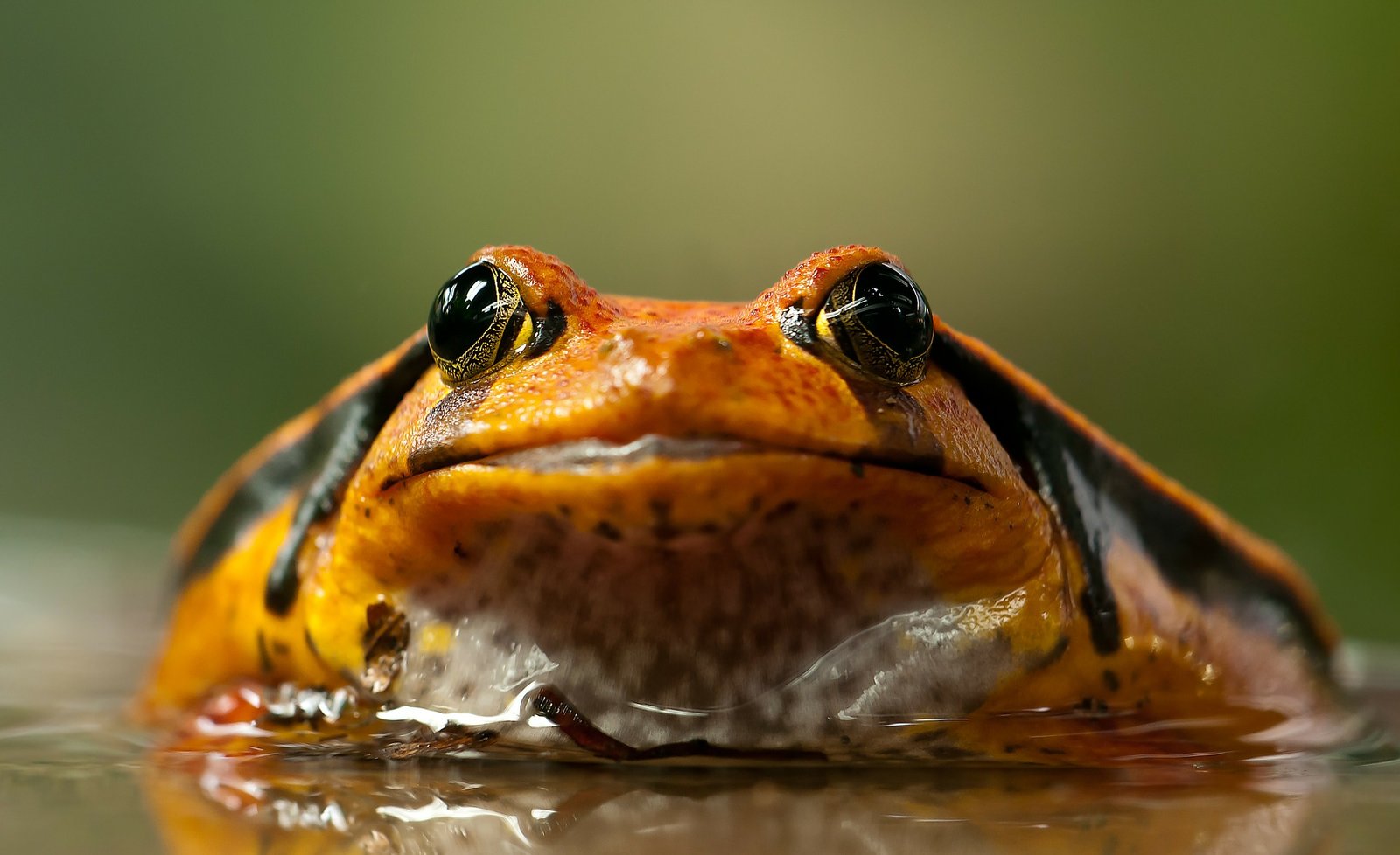 Are Amphibians Cold-Blooded? – AMPHIPEDIA