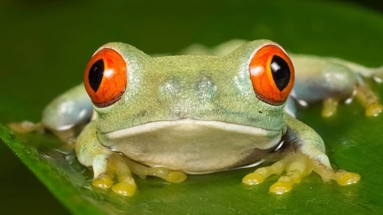 What Does Red-Eyed Tree Frog Eat?