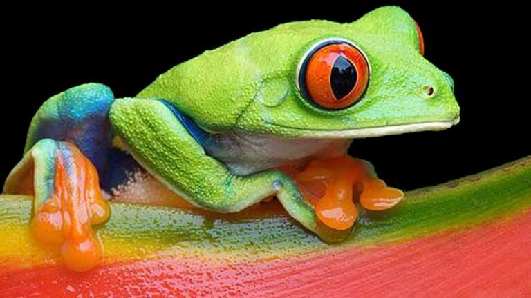 How Many Red-Eyed Tree Frogs are Left in the World?