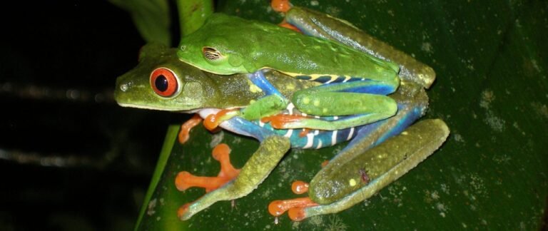 How Do Red Eyed Tree Frogs Reproduce?
