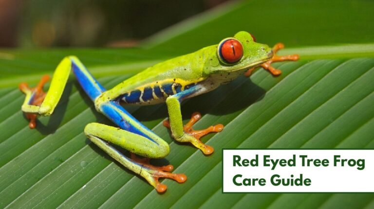 How Many Red Eyed Tree Frogs Can Live Together?