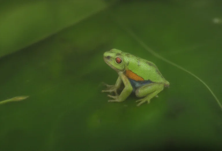 AI-generated image of red-eyed tree frogs resting on a leaf in a planted terrarium