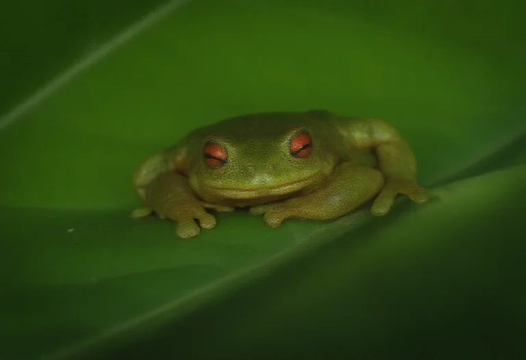 AI-generated image of a green tree frog resting on a leaf in the rainforest