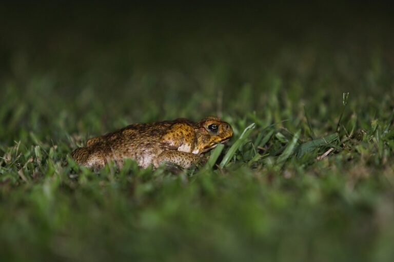 How to Keep Cane Toads Out of Your Yard?