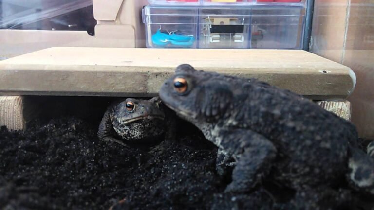 Can Toads Eat Mealworms?