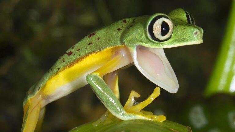 Do Toads Cry?
