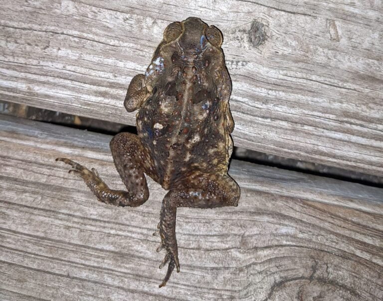 How Long Does Toad Poison Last?