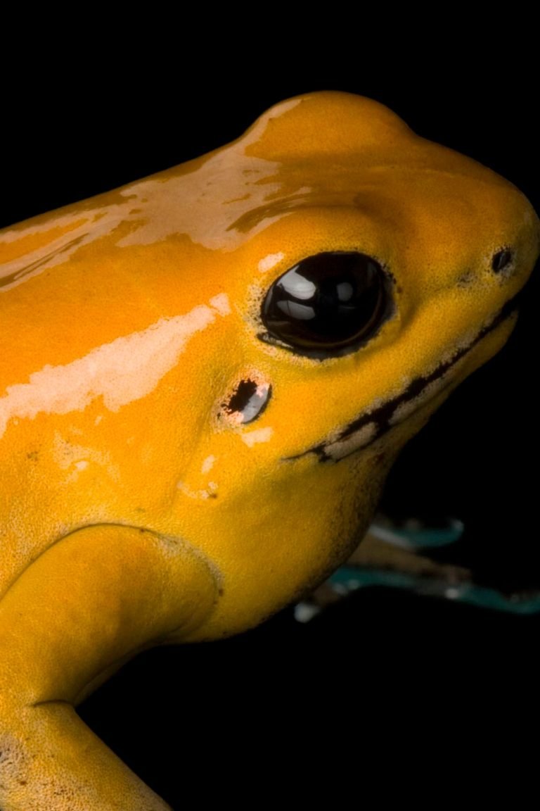Golden Poison Dart Frog