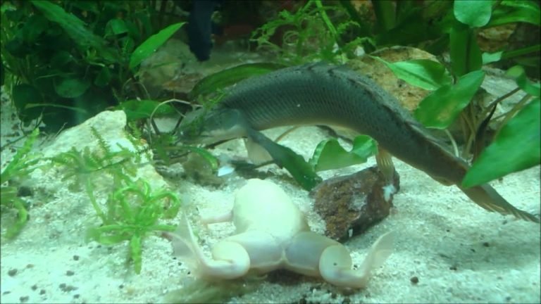 Albino Clawed Frog Tank Mates