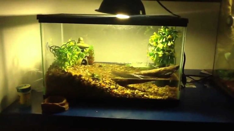 How to Set Up a Fire Belly Toad Tank?