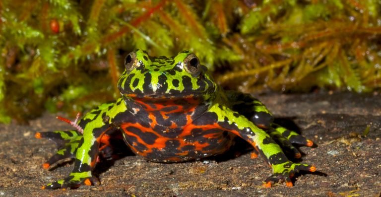 How to Care for Fire Belly Toad?