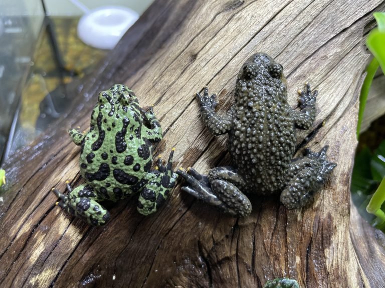 How to Tell If a Fire Belly Toad is Male Or Female?