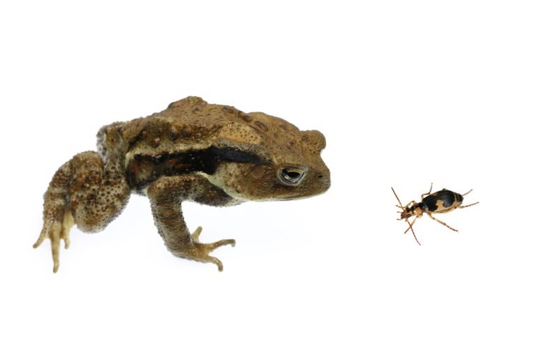Do Frogs Eat Beetles?