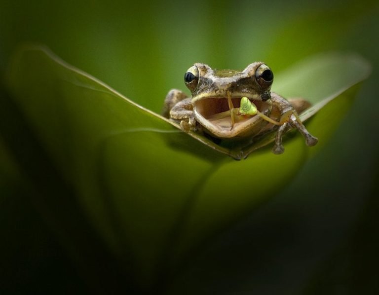 Do Frogs Eat Praying Mantis?