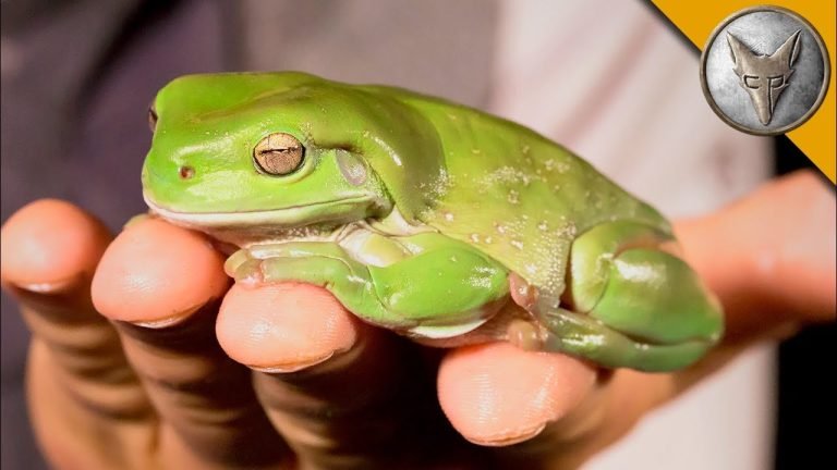 How Big are Tree Frogs?