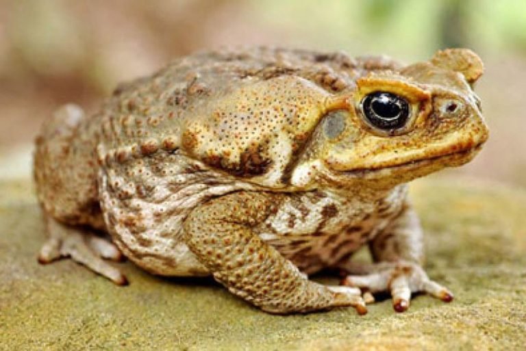 Invasive Cane Toad