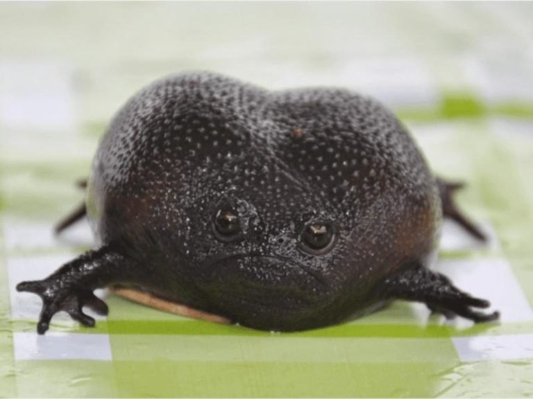 Common Rain Frog Care