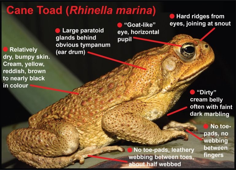 Where is the Cane Toad Native To?