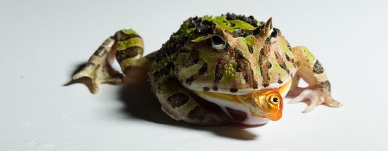 Can Pacman Frogs Eat Hornworms?