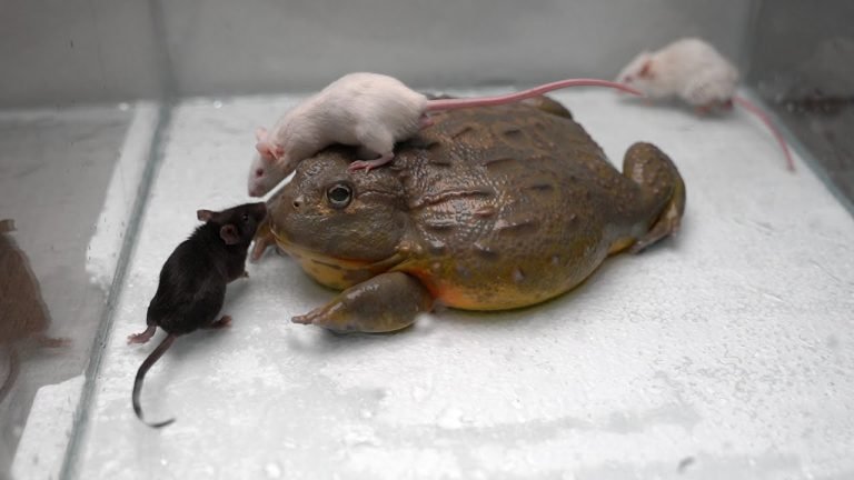 Do Bullfrogs Eat Mice?