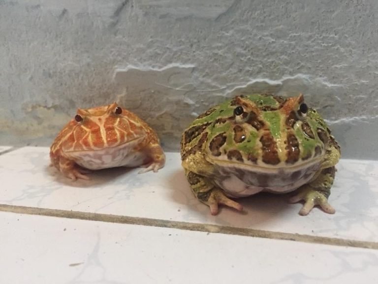 Male Vs Female Pacman Frog Size