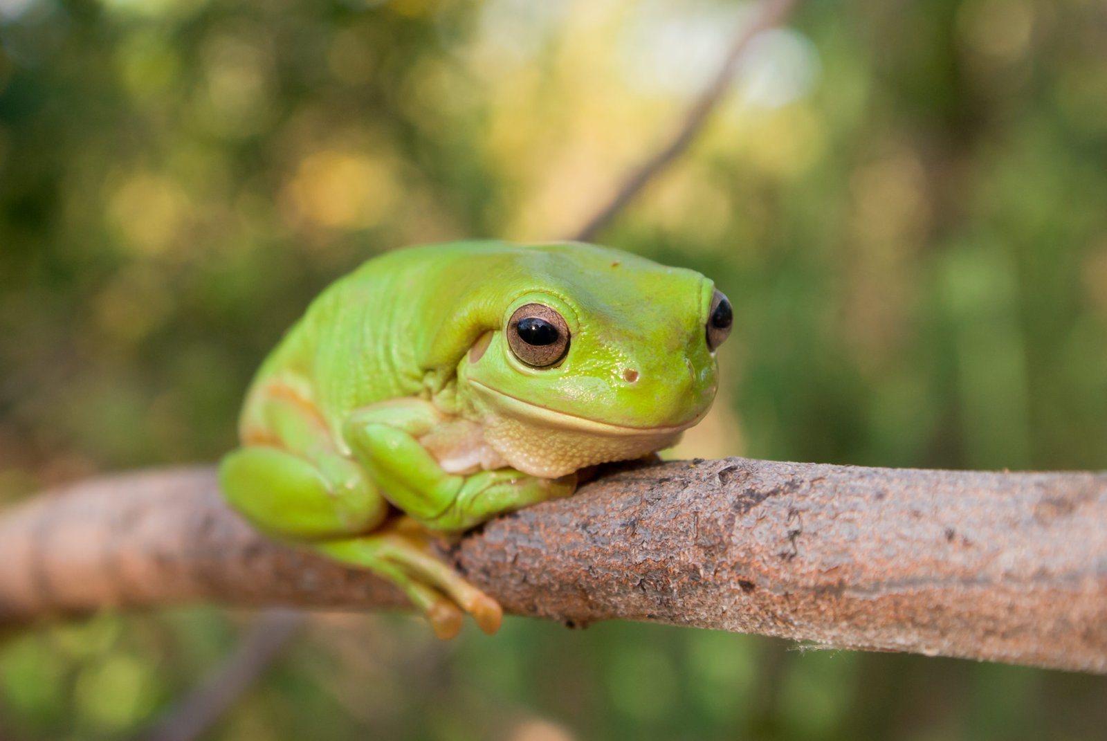 Are Green Tree Frogs Nocturnal?