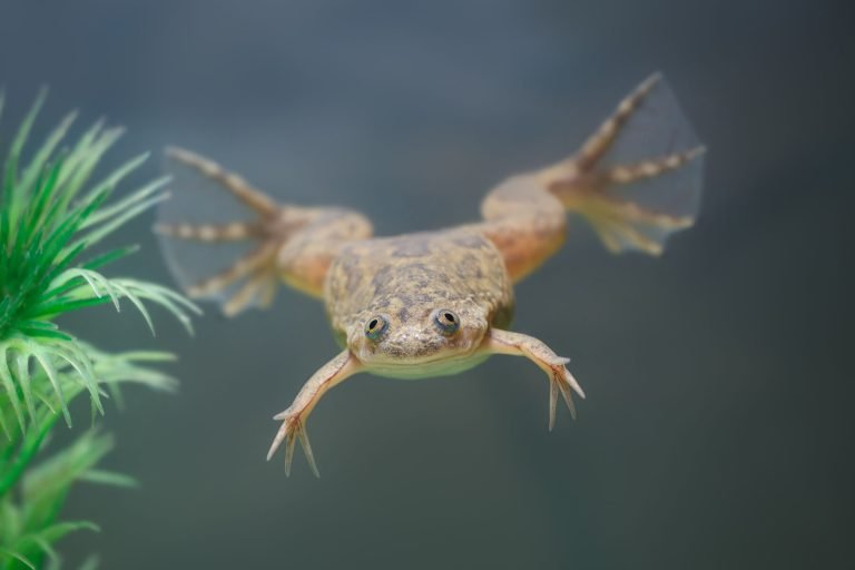Can Frogs Grow Their Legs Back?