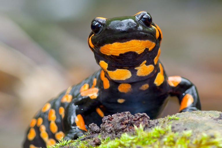 Can Salamanders Be Pets?