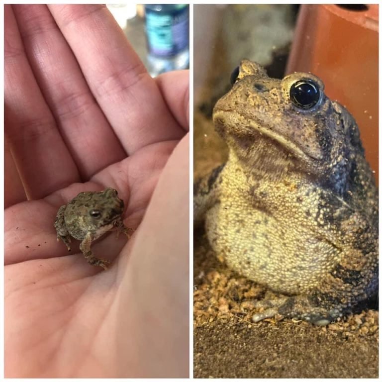 How Fast Do Frogs Grow?