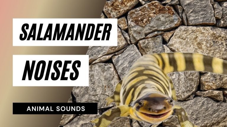 Why Salamanders Make Noise?