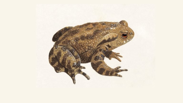 What is the Most Common Toad?