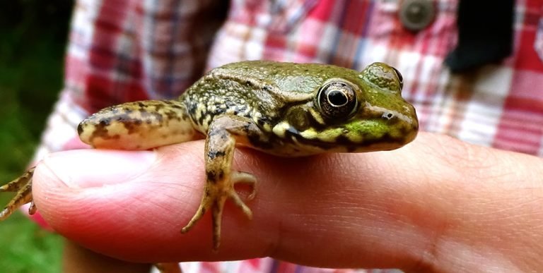 How Do Frogs Breathe?
