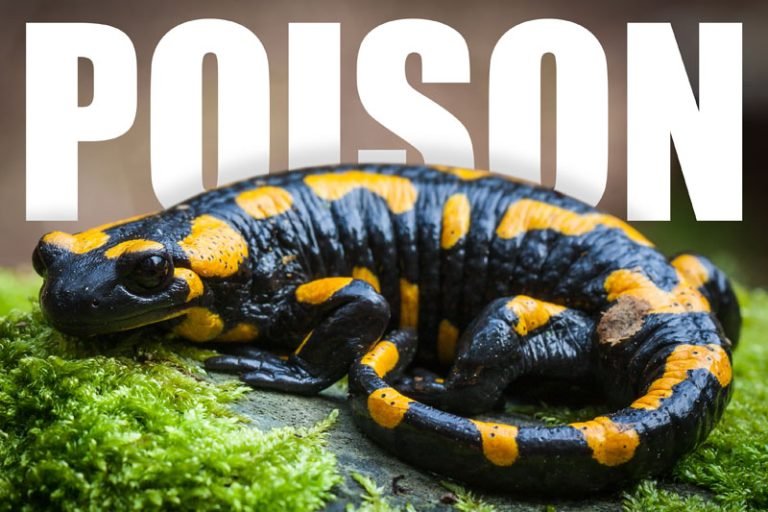 Are Salamanders Venomous?